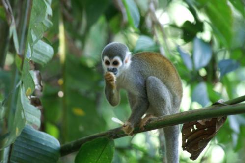 Un sapajou (singe-&eacute;cureuil)