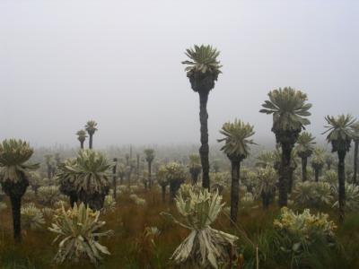 Les Frailejones