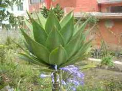Une plante d'Equateur
