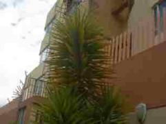 Une autre plante d'Equateur