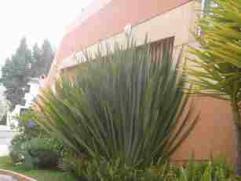 Encore une plante d'Equateur