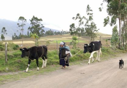 vacas