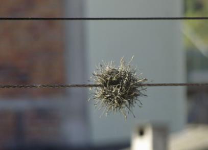 epiphytefil