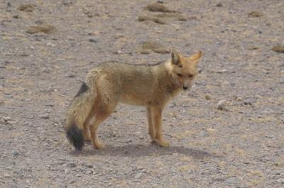 Renard à dos bleu