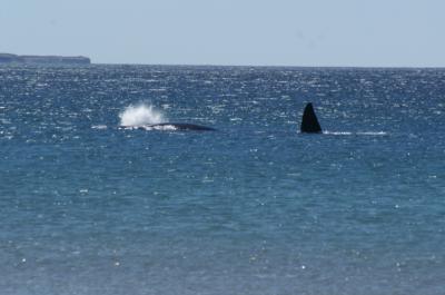 Belle baleine