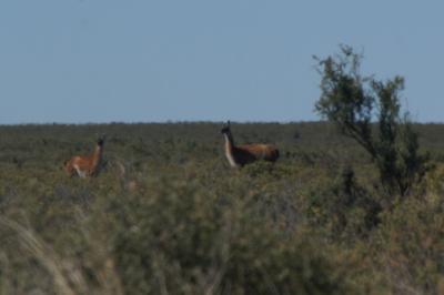 Bien jolis guanacos