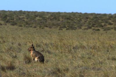Mara