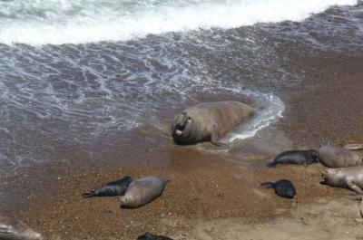 éléphant de mer dans la position typique