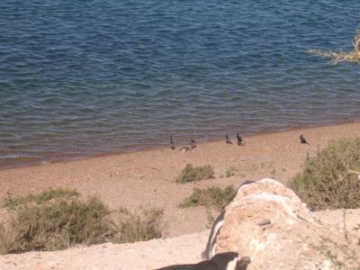 Cormorans