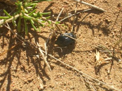 Scarabée dans les herbes
