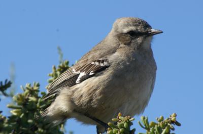 Petit oiseau