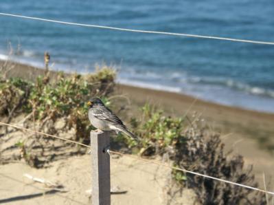 Oiseau tout bleu