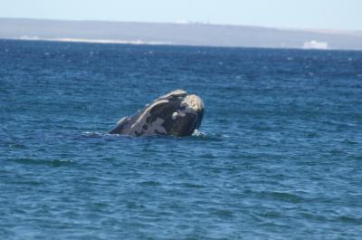 baleine