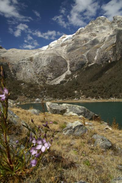 lac