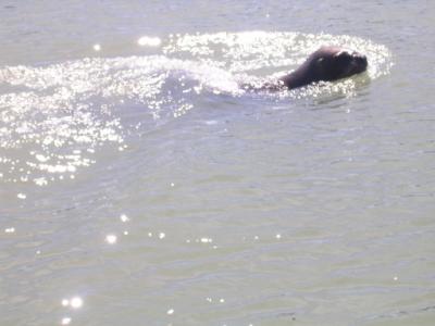 lobito