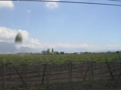 Vignes en pergolas