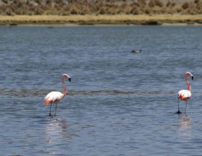 flamingo