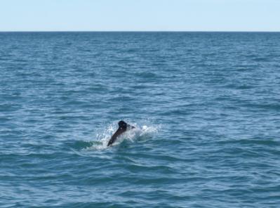 dauphin