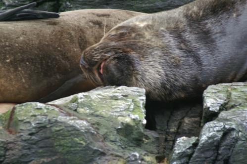 RRR...   ...Pchhhh...    ...RRR...   ...Pchhhh...    ...RRR...    ...Pchhhh...