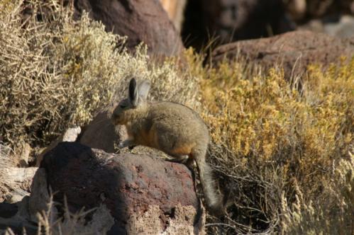 Viscacha