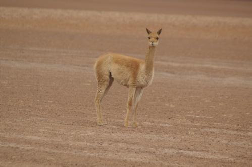 ...Et mââdame vigogne