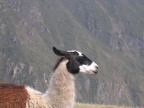 ...et môôssieur le lama