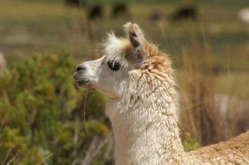 Môôssieur l'alpaga...