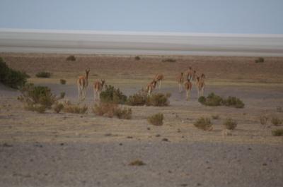Vigoignes en bord de salar