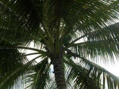 cocotier