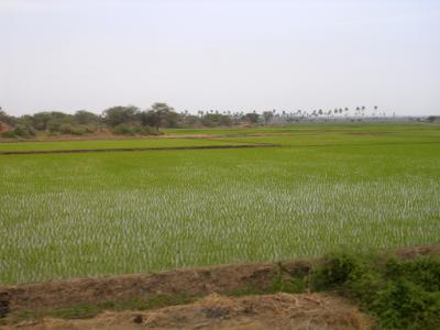 riz