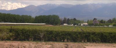 Vignes