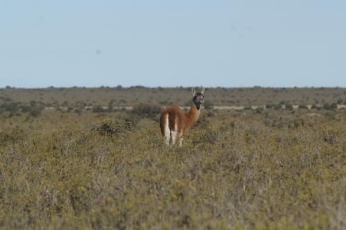 guanaco