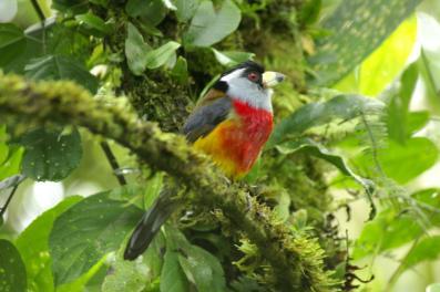 toucanbarbet
