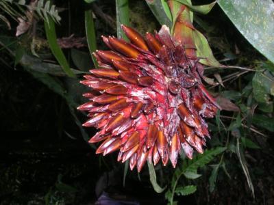 epiphyte