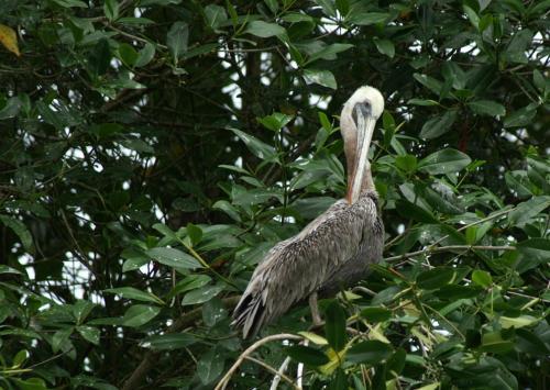Encore un p&eacute;lican