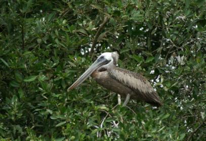 Un autre p&eacute;lican
