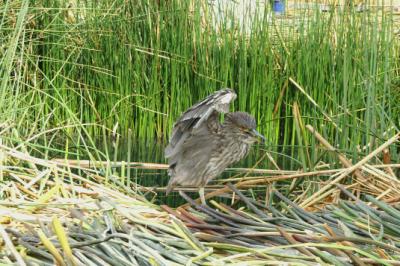 heron