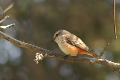 Oiseau rose