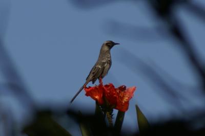 Corvidé ?