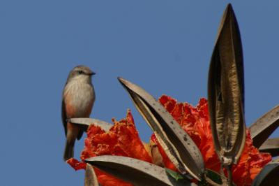 Oiseau rose