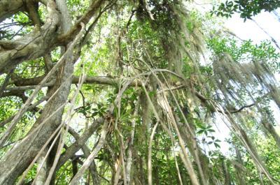 mangrove
