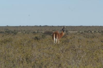 guanaco