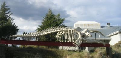 baleine