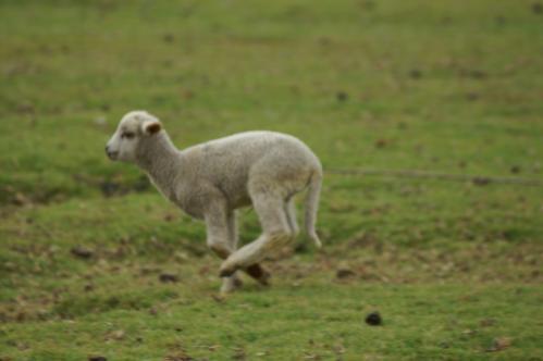 Un agneau