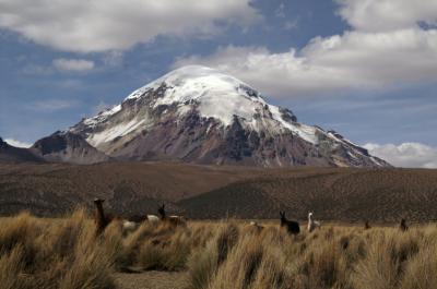 Lamas
