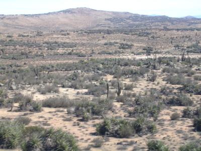 Steppe et cactus