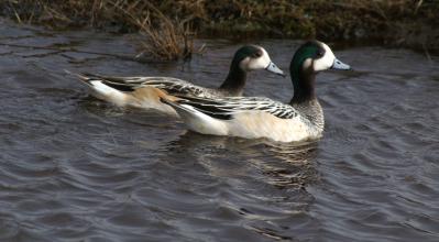 canards