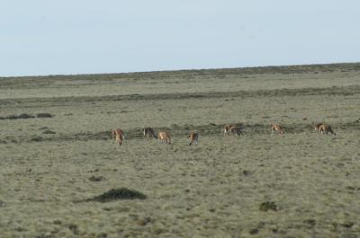 Guanacos