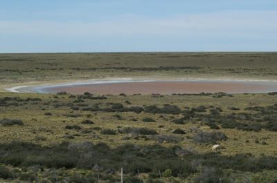 Lagna colorada