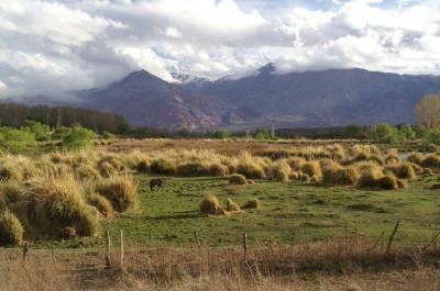 Herbes de laPampa